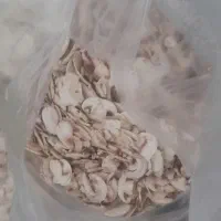 قارچ اسلایس شرکتی صورتی|خوردنی و آشامیدنی|شیراز, زرهی|دیوار