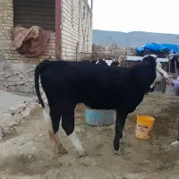 گاو