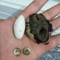 سرکتاب دعای حضوری غیرحضوری