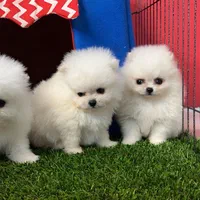 توله سگ پامرانین خرسی ۲|سگ|مشهد, الهیه|دیوار