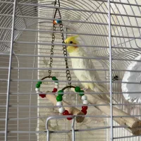 فروش عروس هلندی زیبا