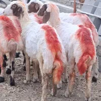گوسفند کاور بره عروسک