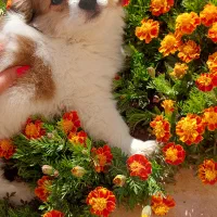 فروش سگ آپارتمانی شیتزو کراس تربیت شده