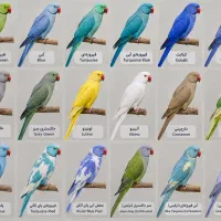 قبول واگذاری
