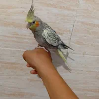 عروس هلندی دستی نر|پرنده|شیراز, کیان شهر|دیوار