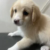 سایز ریز عروسکی|سگ|خرمشهر, |دیوار