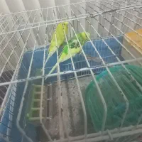 دو  عدد مرغ  عشق