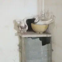 طوقی و نرسفیدپاک