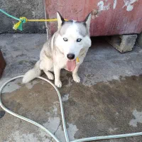 سگ حاسک