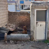 واگذاری سگ پاکوتاه|سگ|اردبیل, |دیوار