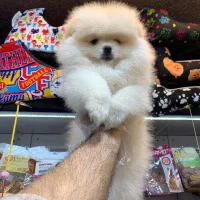 پامر سفید برفی