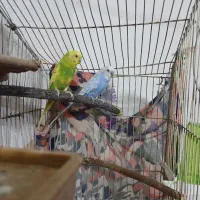 یجفت مرغ عشق مولد