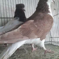 کبوترخوشرنگ