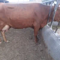 گاوتازه زاشیری باگوساله نژادجرسی با چربی شیر بالا