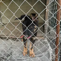 توبه ژرمن سه ماه ماده