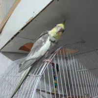 پرنده فروشی