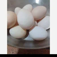 تخم مرغ نطفه دار