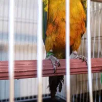 فروش طوطی گرینچیک ،تراکوییس،خورشیدی|پرنده|آمل, |دیوار