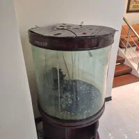 آکواریوم|ماهی|بندرعباس, |دیوار