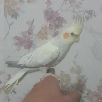 عروس هلندی|پرنده|تهران, چیتگر شمالی|دیوار