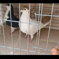 کبوتر چپ دم و راست دم|پرنده|یزد, |دیوار