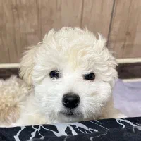 واگذاری سگ|سگ|اصفهان, شاهزید|دیوار