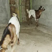 نری کوچک چاق