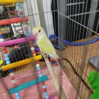 جفت طوطی برزیلی|پرنده|ارومیه, |دیوار