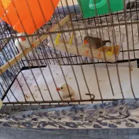 دو جفت فنچ +یدونه نر با قفس