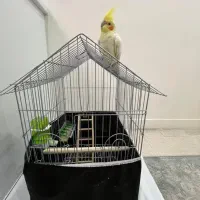 عروس هلندی|پرنده|پاکدشت, شهرک امام رضا|دیوار