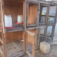 قفس کنجه جفت کن|لوازم جانبی حیوانات|قم, زند آباد|دیوار