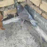 کله دم سبز|پرنده|خانمیرزا, |دیوار