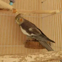 عروس هلندی جفت