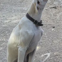 سگ تازی  سالوکی