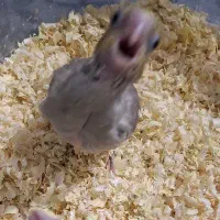 جوجه عروس|پرنده|زاهدان, |دیوار