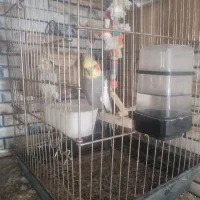 عروس هلندی بالغ