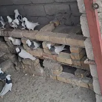 واگذاری۷۰ کبوتر طوقی همه رنگ و تخم گذار|پرنده|خرمدره, |دیوار