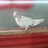 کبوتر معاوضه با چاقو و...|پرنده|فولادشهر, B7|دیوار