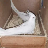 دوجفت عروس هلندی  مولد صدرصد البینو رو تخم