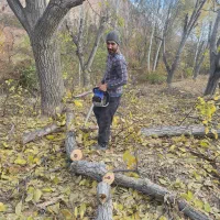 خرید چوب  باغ و زمین  و تیر سقفی|خدمات باغبانی و درختکاری|شیروان (خراسان), |دیوار