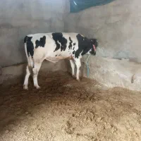 گاو سیمینتال|حیوانات مزرعه|گتوند, |دیوار