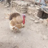 بوقلمون نر ۲ دوسال دوتا خروس بزرگ با دوتا خروس نوچ