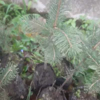 فروش سدروس  نایلکسی ریشه پرس