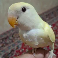 طوطی کوتوله برزیلی (لاوبرد) کاملا رام ودستی|پرنده|ازنا, |دیوار