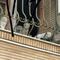 گربه بریتیش|گربه|شیراز, معالیآباد|دیوار