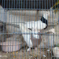 طوقی|پرنده|قنوات, |دیوار