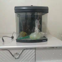 آکواریوم ماهیران