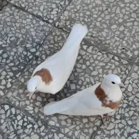 کبوتر|پرنده|کاشان, باغ ماجد|دیوار