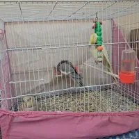 ۲تا آهوی نرماده ویک دوکت نرماده آلبینو جفتم دارم