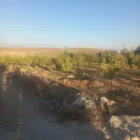 ۱۰۵۰متر باغ بادام گیلاس جوان ۱۰۰متری آسفالت